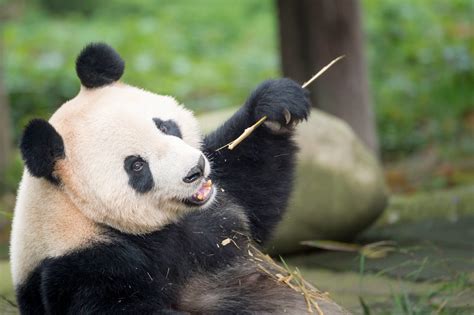are all pandas from china